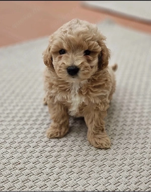 Lernen Sie Ihren neuen besten Freund kennen: einen echten Teddybären, der ein Zuhause für immer such