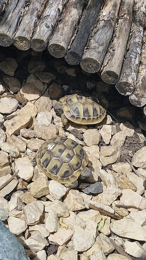 Griechische Landschildkröten Nachzuchten 