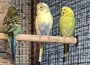 Nestjunge Wellensittiche 