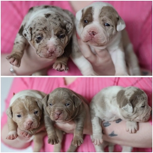 Old English Bulldogg x American Bully 