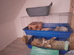 Zwei Kaninchen ab zu geben 