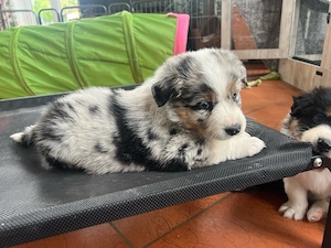 Ruhiger Blue Merle Australian Shepherd Welpe