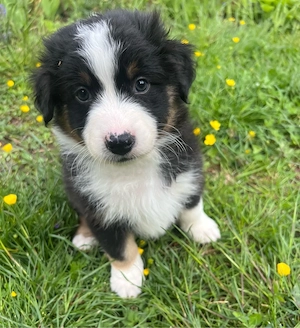 Australian Shepherd Welpe Black Tri Rüde 