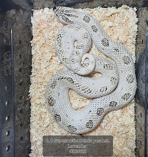 Heterodon nasicus Hakennasennatter Weibchen adult 