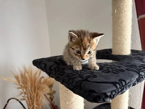 BKH Katzenbaby Kitten Bild 3