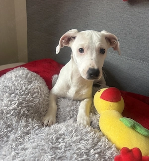 Jack Russel Mix Kirby sehr lieb