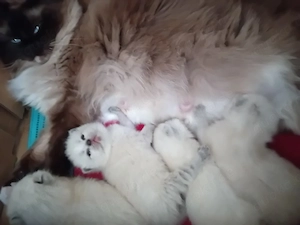 Süße Ragdoll Bkh Kitten