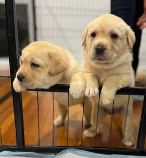 Süßer Labrador Retriever Welpe sucht ein liebevolles Zuhause    Bild 2