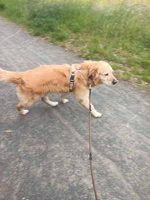 Goldenretriver deckrüde 