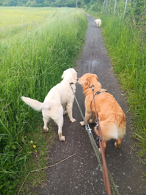 Goldenretriver deckrüde 