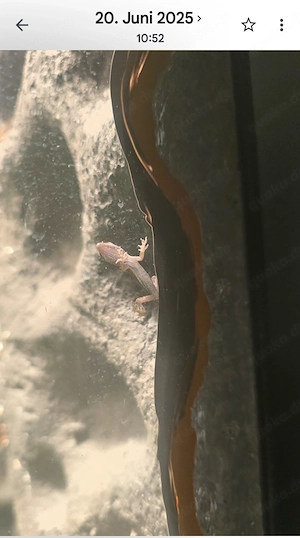 Rotkehl Anolis Gruppe 1 Bock 3 Mädels   Anolis carolinensis