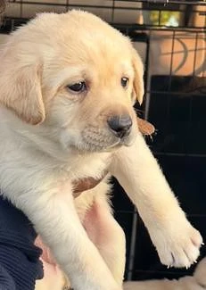 Süßer Labrador Retriever Welpe sucht ein liebevolles Zuhause   