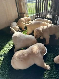 Süßer Labrador Retriever Welpe sucht ein liebevolles Zuhause    Bild 4