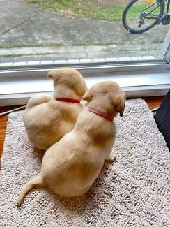 Süßer Labrador Retriever Welpe sucht ein liebevolles Zuhause    Bild 3