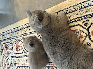 Britisch Kurzhaar Kitten zu verkaufen
