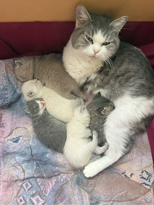britisch Kurzhaar, Baby kitten