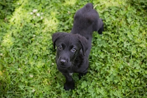 Chip-Nr. 267968 - Welpe - Ich bin lieb und freundlich unterwegs