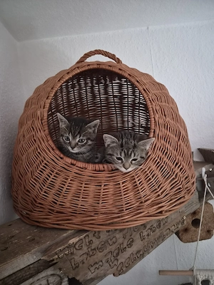 Norweger Mix Kitten