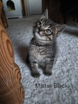 Norweger Mix Kitten