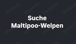 Suchen weiblichen Maltipoo-Welpen