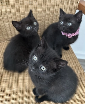 Süße BKH  Kitten suchen neue zu Hause  Bild 5