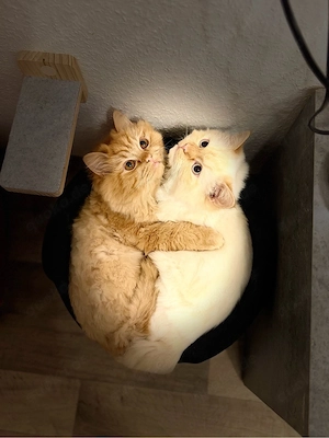 katzen Verkaufen