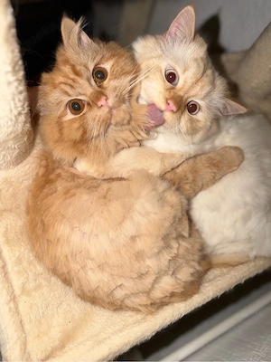 katzen Verkaufen Bild 3