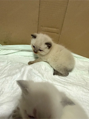 BKH BluePoint Baby Katze Kitten