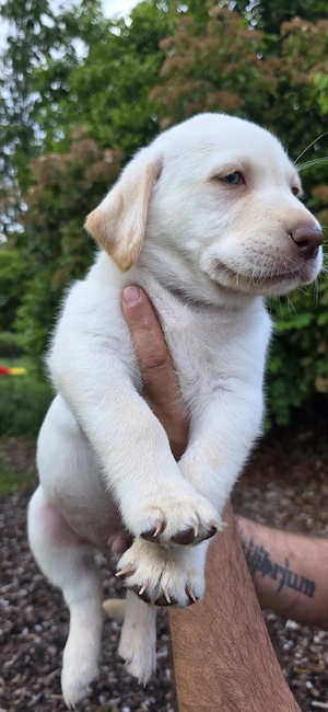 Labrador Welpen 