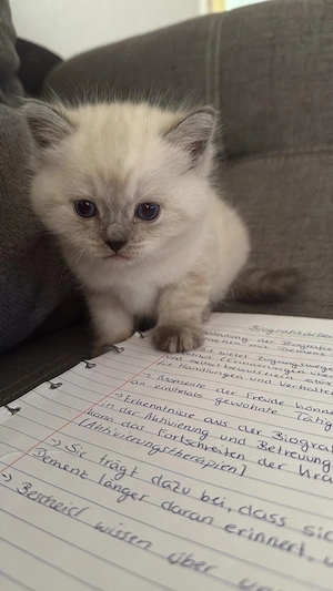 Katzen Zum Verkaufen