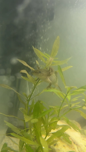 Axolotl 6 Monate Bild 3