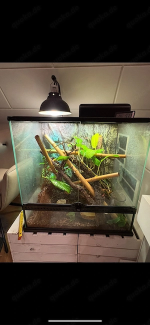 Goldstaub Taggecko (Phelsuma Laticauda) + Terrarium