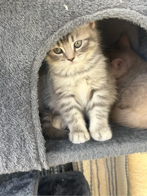 BKH Kitten British Kurzhaar Bild 5