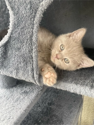 BKH Kitten British Kurzhaar Bild 4