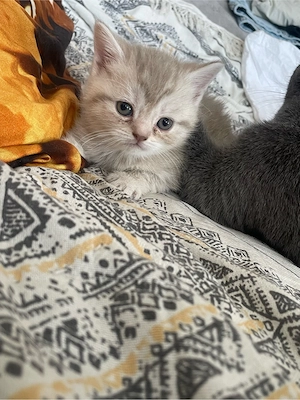 BKH Kitten British Kurzhaar Bild 7
