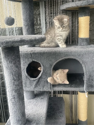 BKH Kitten British Kurzhaar Bild 8
