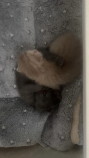 BKH Kitten British Kurzhaar Bild 3