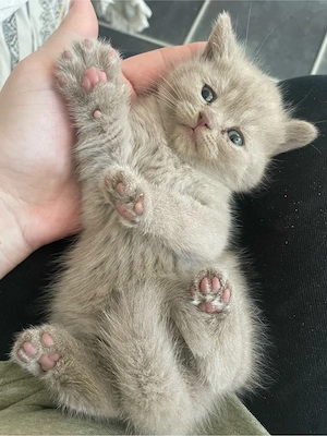 BKH Kitten British Kurzhaar Bild 6