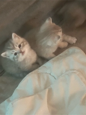 BKH Kitten British Kurzhaar Bild 2