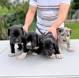 Doggenwelpen 
