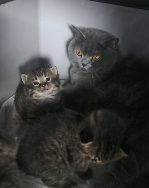 BKH Kitten 