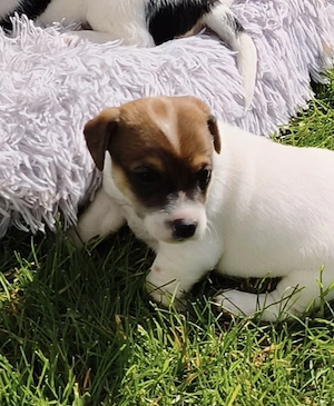 Jack Russel, Glatthaar 