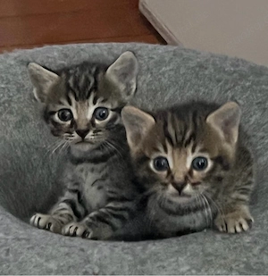 Nur noch 2 Katerchen zu haben 