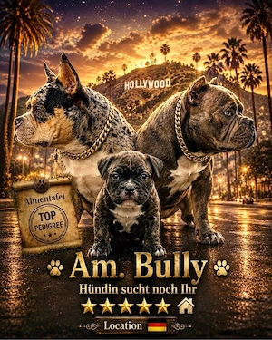 American Bully Hündin sucht noch ein Zuhause