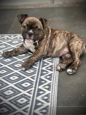 American Bully Hündin sucht noch ein Zuhause Bild 2