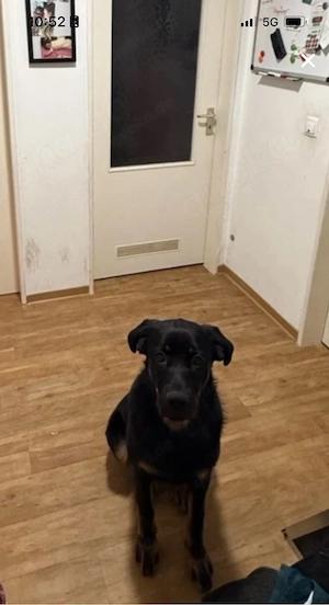 Rottweilermixwelpe 7 Monate sucht neues Zuhause