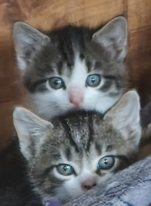 Katze    zwei Monate alt 