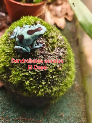 Goldbaumsteiger Dendrobates auratus El Cope 
