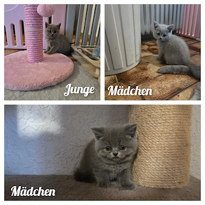 Bkh kitten 