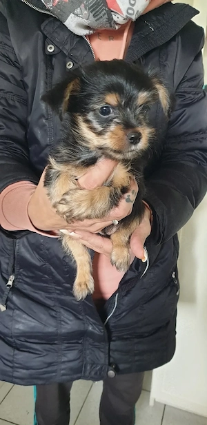 Chihuahua Yorkshire mix Welpen 